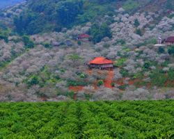 SẮC MÀU TÂY BẮC: SƠN LA - ĐIỆN BIÊN - HÀ NỘI 4 NGÀY 3 ĐÊM