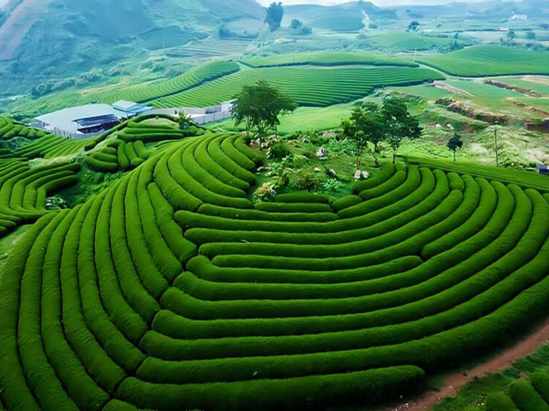 Thumbelina Zoom Image